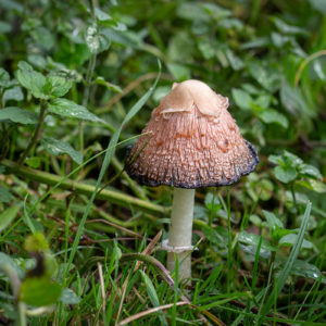 IMG 4563