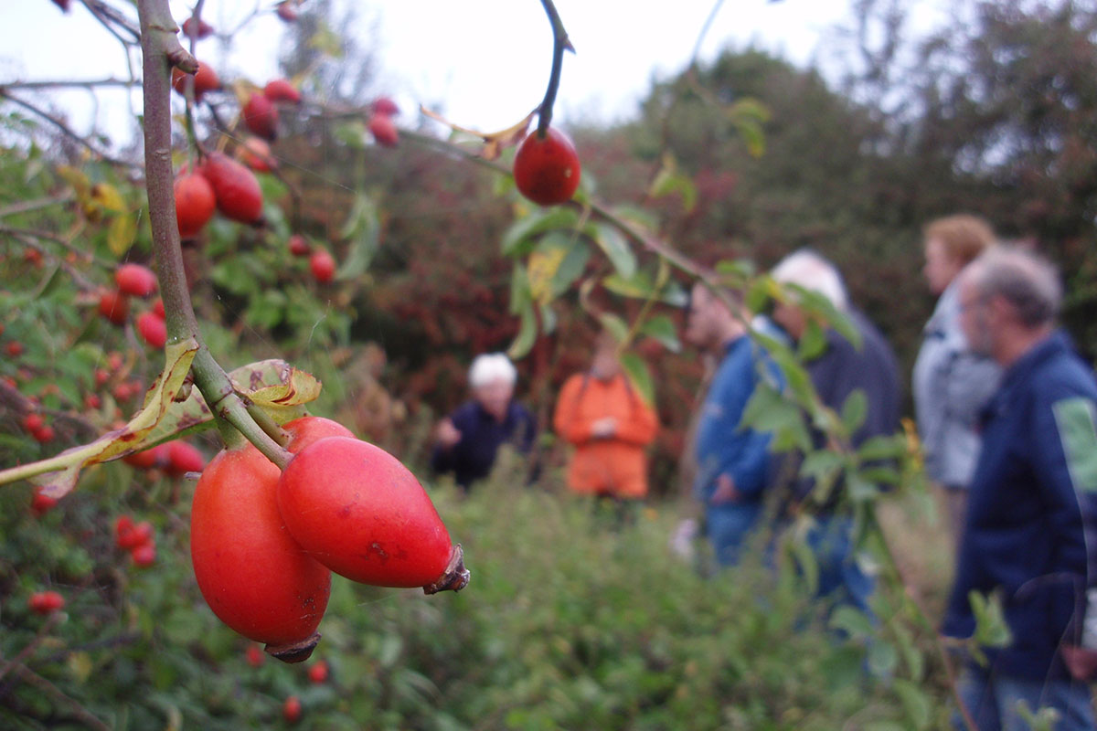 Wandeling Weurtse Uiterwaarden