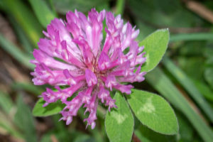 Rode klaver (Trifolium pratense), Kleine Willemswaard planten flora bloemen