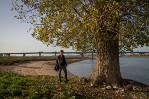 Jan van den Berg Lekoever populier