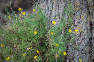 Bezemkruiskruid (Senecio inaequidens), Buitenpolder Heerewaarden