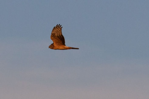 Trektellen In De Heesseltsche Uiterwaarden