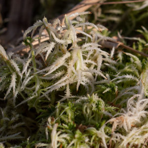 Haakveenmos (Sphagnum Squarrosum), Zouweboezem