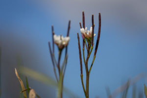 Kleine Veldkers (Cardamine hirsuta), aan de dijk bij Acquoy