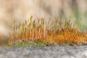 Gewoon Muursterretje