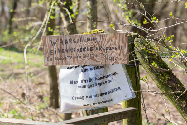 eikenprocessierupsen