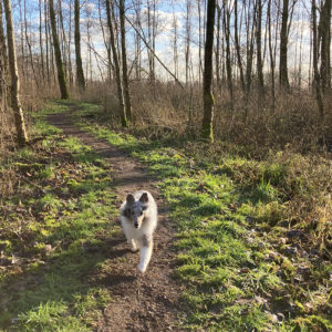 De Hond Kan Mee