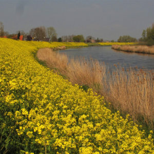 Bloemrijke Dijken (foto Hille De Bruin)