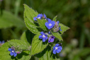 Overblijvende ossentong