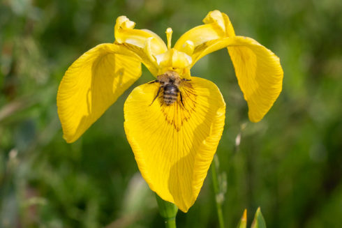 Planten Zoeken Op Het Kaliwaalduin