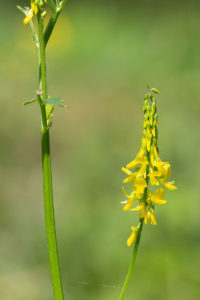 Citroengele honingklaver