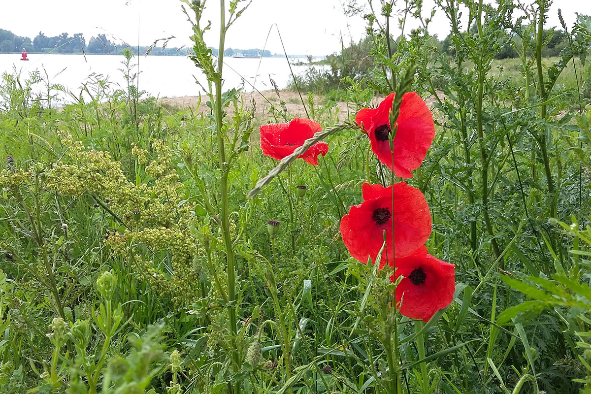 Zomer Wandelmeditatie #3