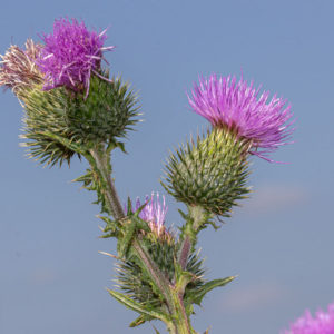 Speerdistel