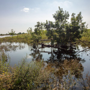 Ondergelopen OOoijbos In De Willemswaard Met Natte Voetenoibos