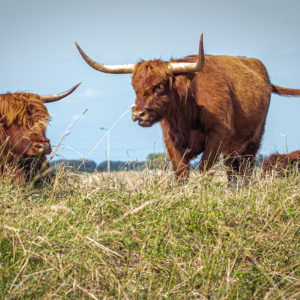De Schotse Hooglanders Op De Terp