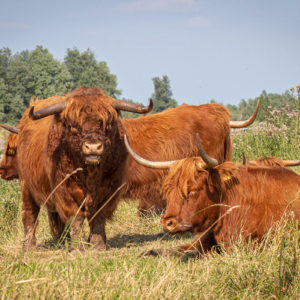 Schotse Hooglanders