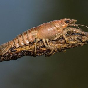 Gevlekte Amerikaanse Rivierkreeft