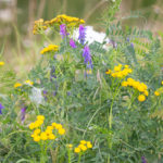 Kleurrijke plantengroei