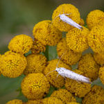 De stippelmot of spinselmot spint als rups hele bomen in