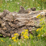 Stoere, knoestige boomstam