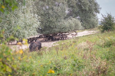 Op Het Noordpuntje Van De Groenlanden