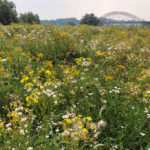 Uitbundige bloemenweide