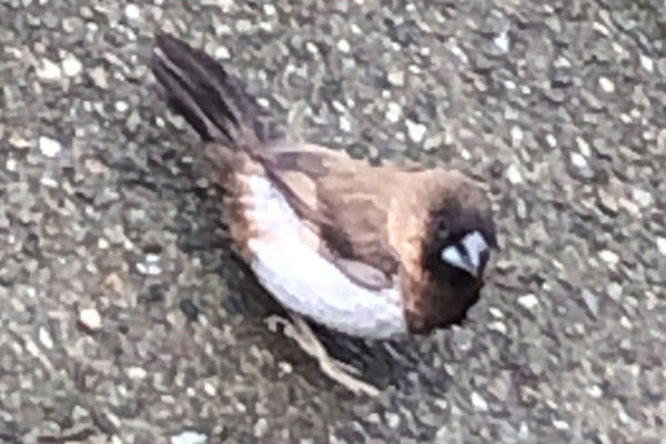 Japanse Meeuw op straat in Tiel