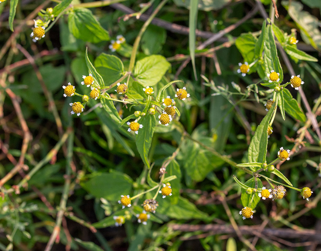 Kaal Knopkruid