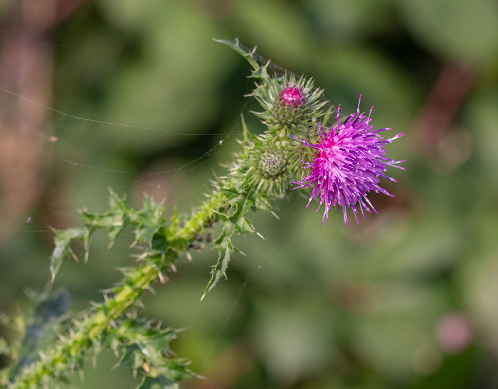 Kruldistel