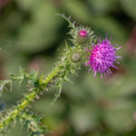 Kruldistel