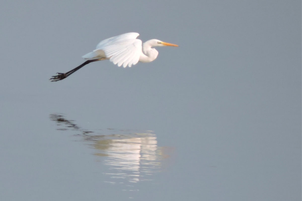 Herfst In De Gendtse Polder