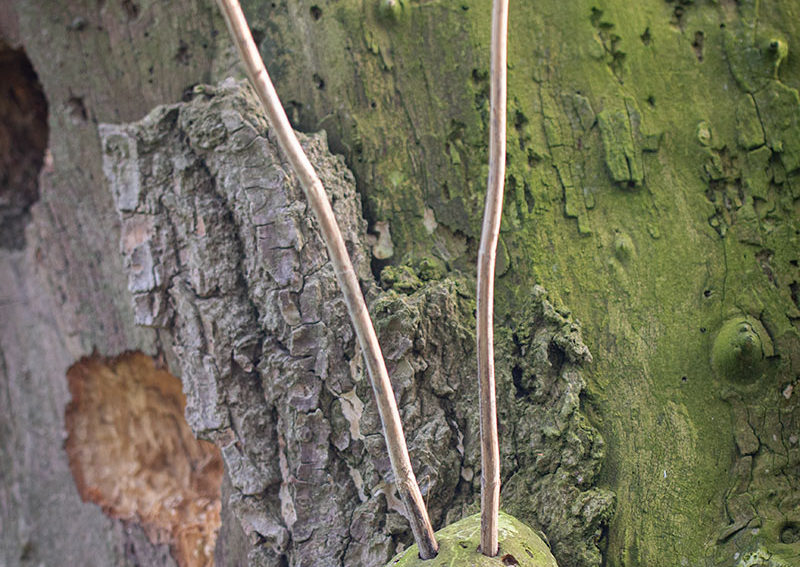 Insect, Alien, Of Tonderzwam?