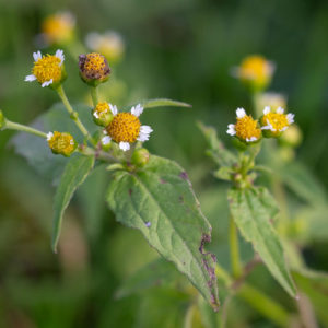 Kaal Knopkruid