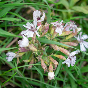 Zeepkruid