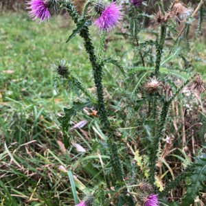 Kruldistel