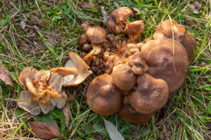 Bruine bundelridderzwam