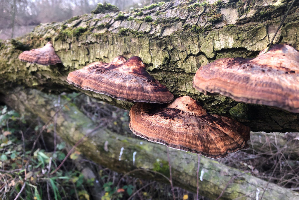 Roodporiehoutzwam
