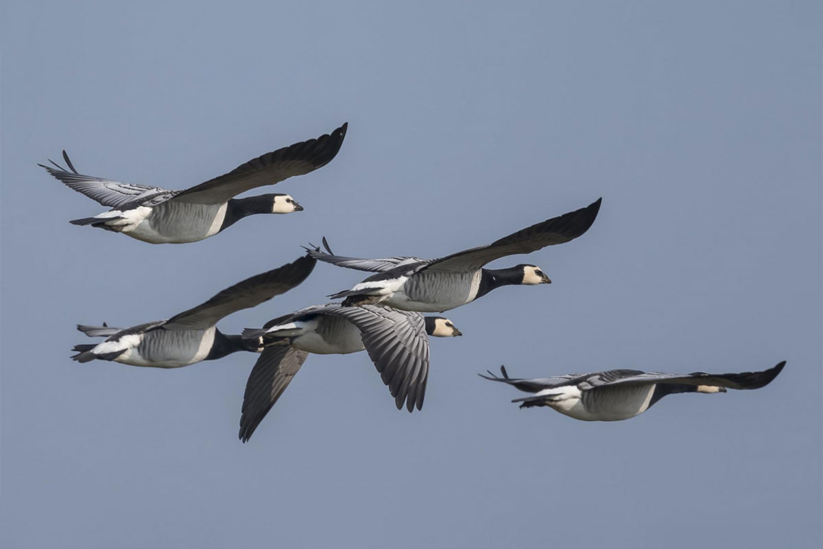Vogels Spotten Per Fiets En Te Voet In De Bemmelse Waard