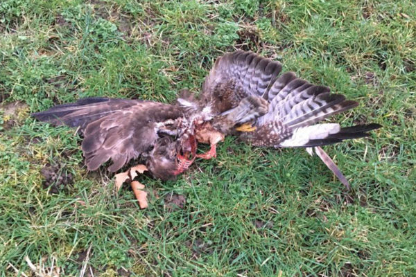 kadaver buizerd