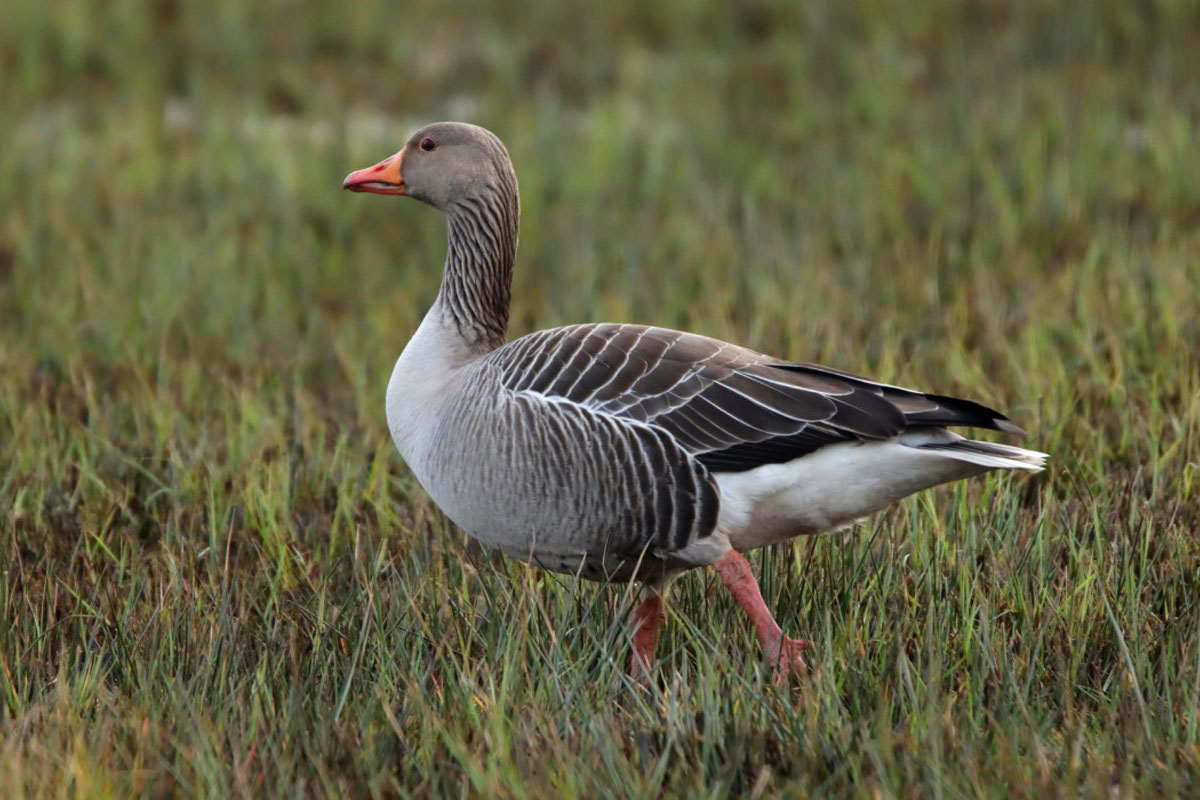 Natuurexcursie: ﻿Vogels Kijken In De Bemmelse Waard