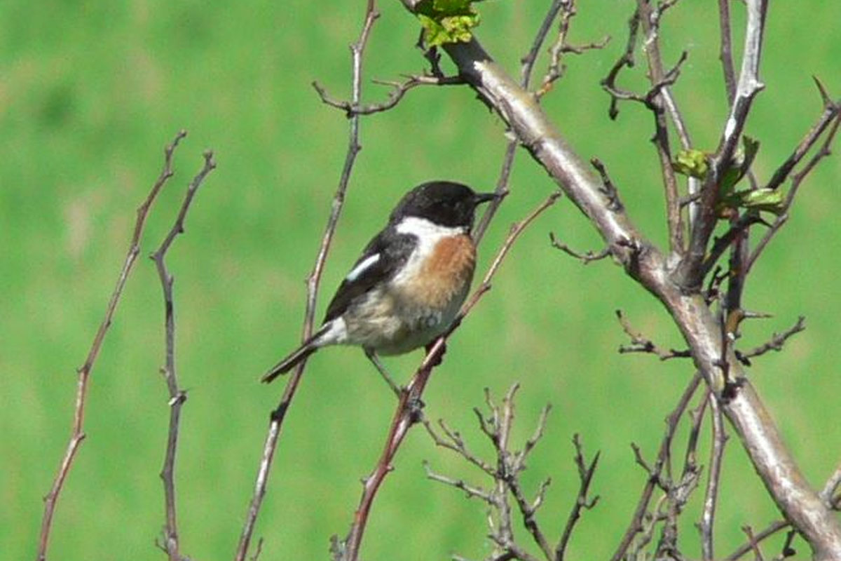Vogels Spotten In De Klompenwaard Bij Doornenburg
