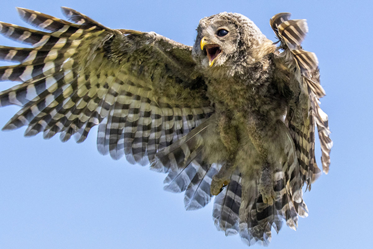 (Roof)vogels En En Uilen Fotograferen Op De Veluwe
