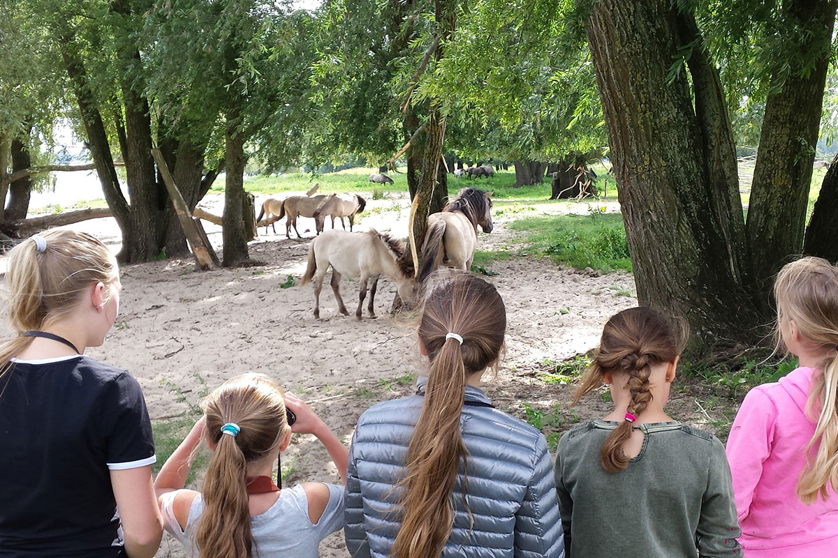 Wilde Paarden Kijken In Beuningen