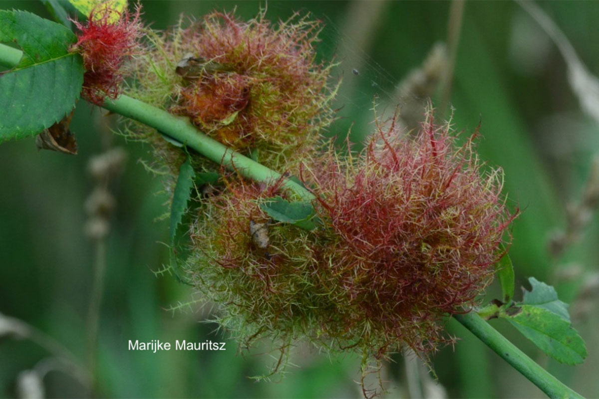 Lezing: “Met Z’n Allen: Plantengallen!”