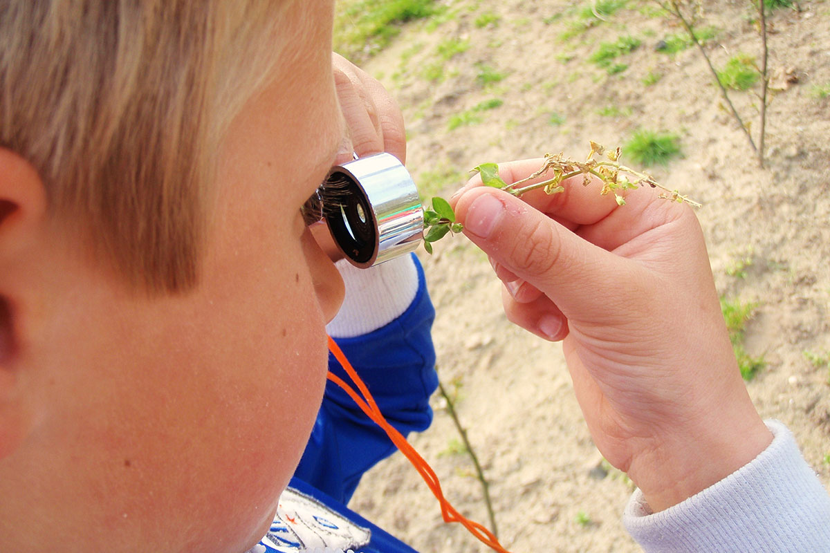Micro-safari In Beuningen