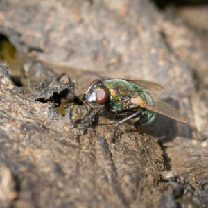 Neomyia Cornicana