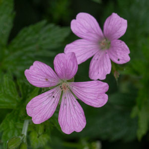 Roze Ooievaarsbek