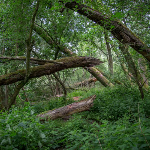 Spannend Broekbos