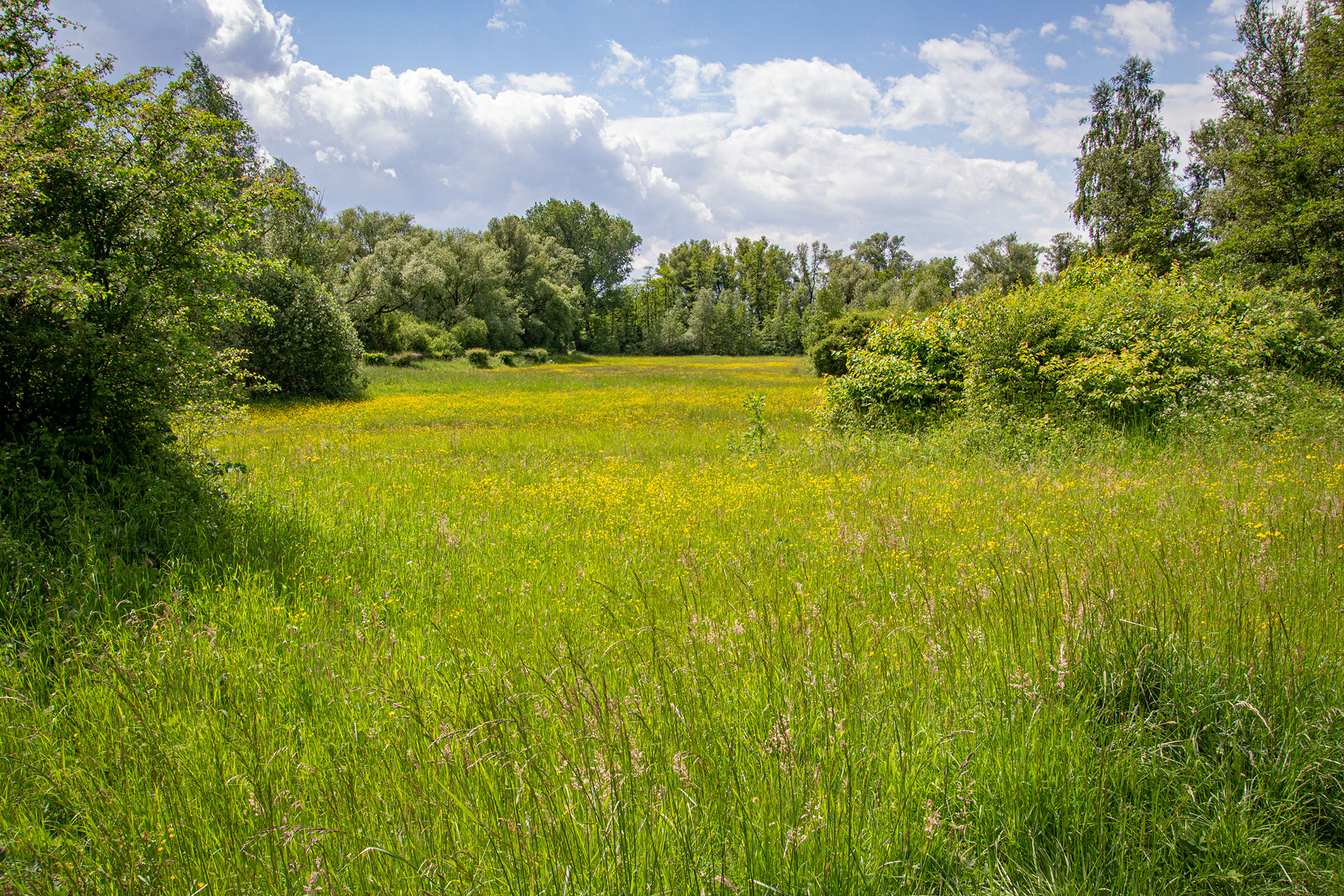 Wandeling In De Bijzondere Tichelgaten Van Buren