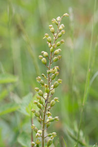 Grote keverorchis